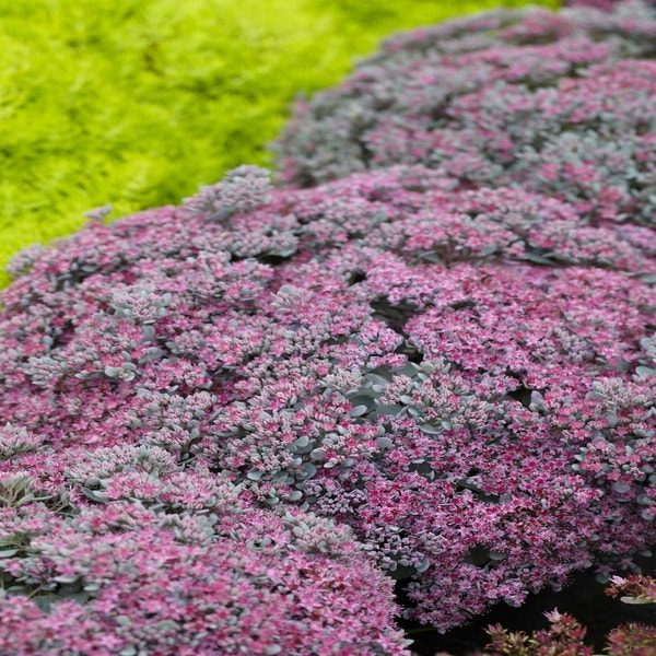 Vetkruid (Sedum 'Robustum')