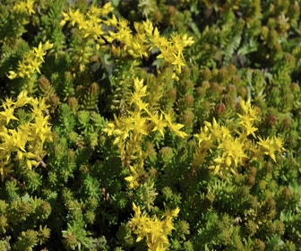 Vetkruid (Sedum sexangulare)