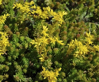 Vetkruid (Sedum sexangulare)