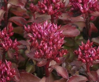 Vetkruid (Sedum spurium 'Purpurteppich')