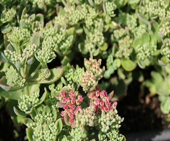 Vetkruid (Sedum telephium 'Munstead Purple')