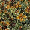 Vetkruid (Sedum kamtschaticum 'Variegatum')