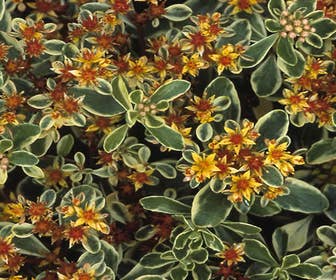 Vetkruid (Sedum kamtschaticum 'Variegatum')