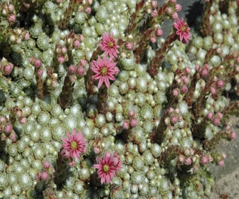 Spinnewebhuislook (Sempervivum arachnoideum)