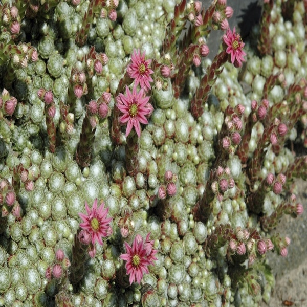 Spinnewebhuislook (Sempervivum arachnoideum)