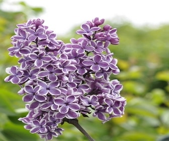 Tweekleurige Sering op stam (Syringa vulgaris 'Sensation')