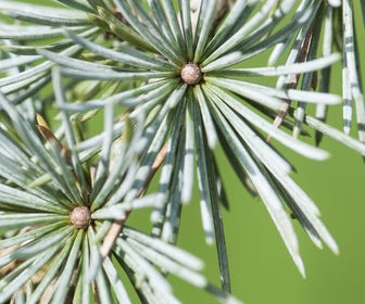 Treurceder (Cedrus libani 'Glauca Pendula')
