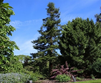 Kustmammoetboom (Sequoia sempervirens)