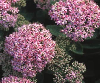 Septemberkoning (Sedum spectabile 'Brillant')
