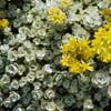 Vetkruid (Sedum spathulifolium 'Cape Blanco')