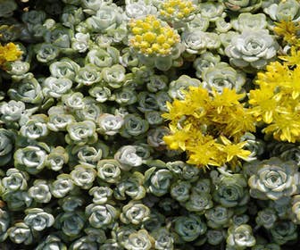 Vetkruid (Sedum spathulifolium 'Cape Blanco')