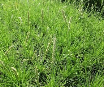 Blauwgras (Sesleria autumnalis)