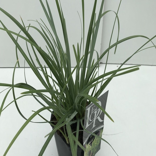 Sesleria Heufleriana  C2