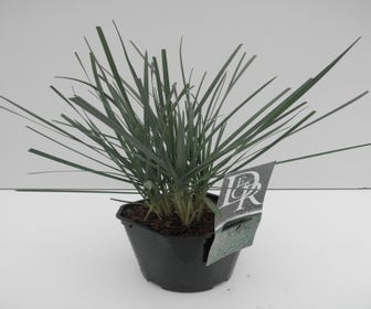 Blauwgras (Sesleria nitida)