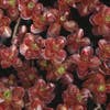 Vetkruid (Sedum spurium 'Schorbuser Blut')