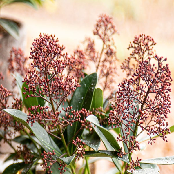 Skimmia 30/40 cm (Skimmia japonica 'Rubella') Actie
