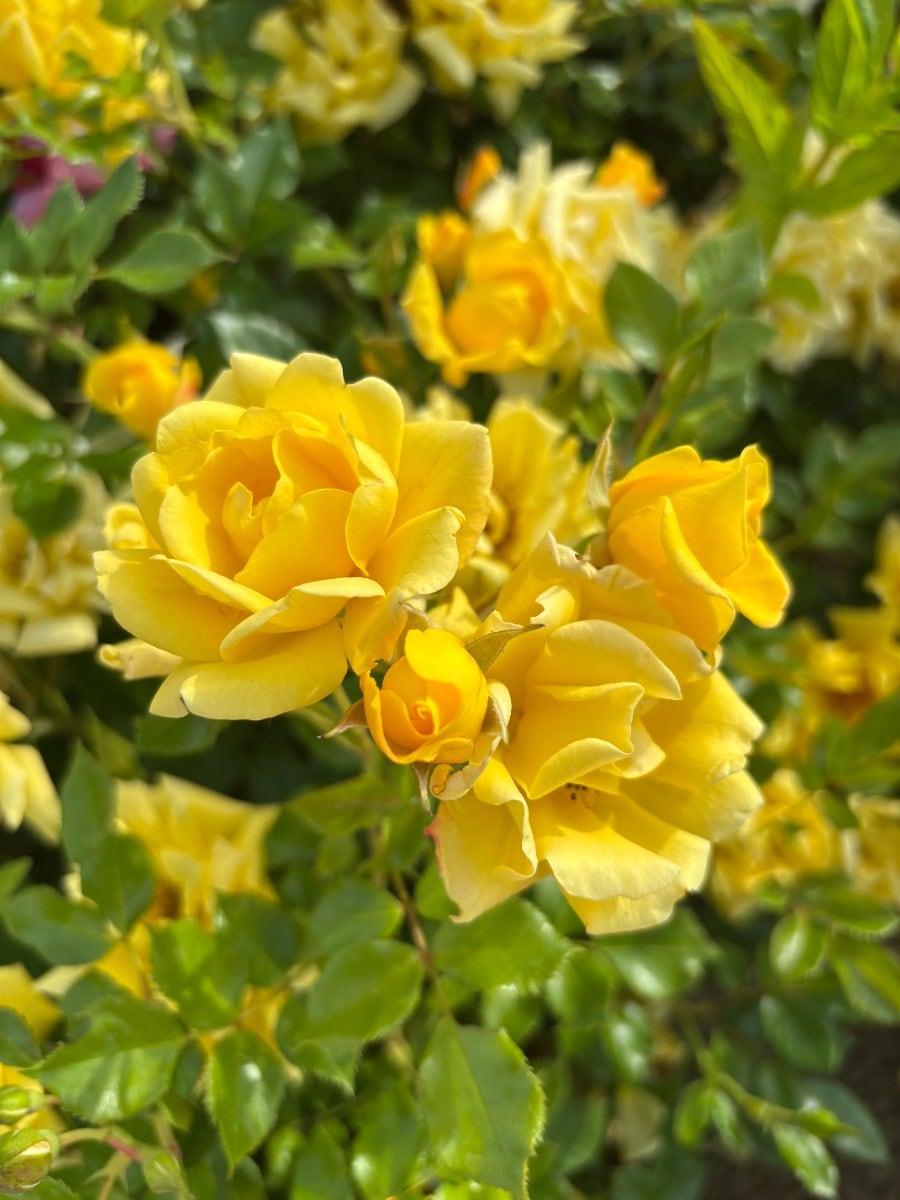 Planten un blomen roos