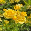 Trosroos (Rosa 'Show me Sunsine') (BIO)