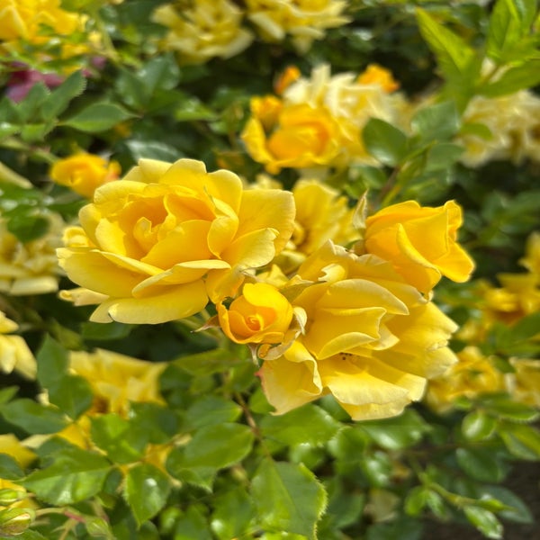 Trosroos (Rosa 'Show me Sunsine') (BIO)