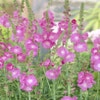 Griekse malva (Sidalcea 'Partygirl')