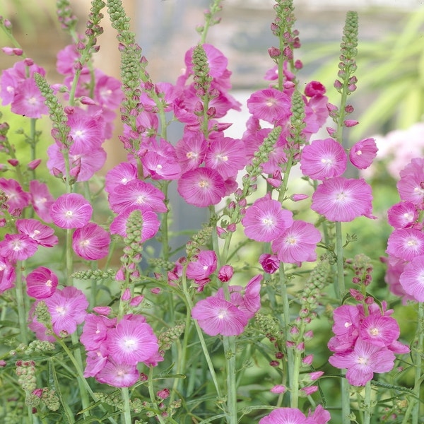 Griekse malva (Sidalcea 'Partygirl')