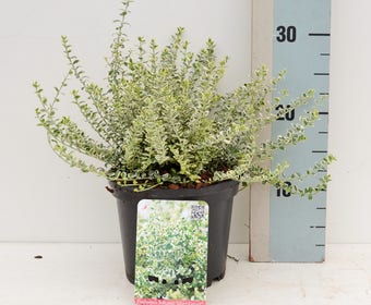 Kardinaalsmuts (Euonymus fortunei 'Silver Carpet')