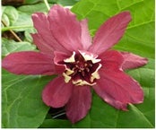 Specerijstruik (Sinocalycanthus chinensis 'Hartlage Wine')