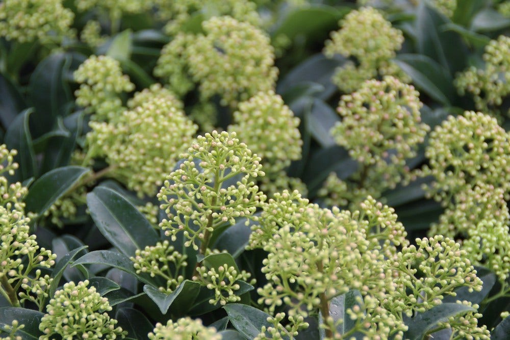 Dwerg Skimmia