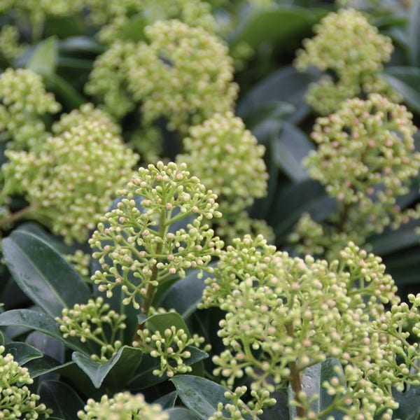 Skimmia (Skimmia japonica 'Godrie's Dwarf')
