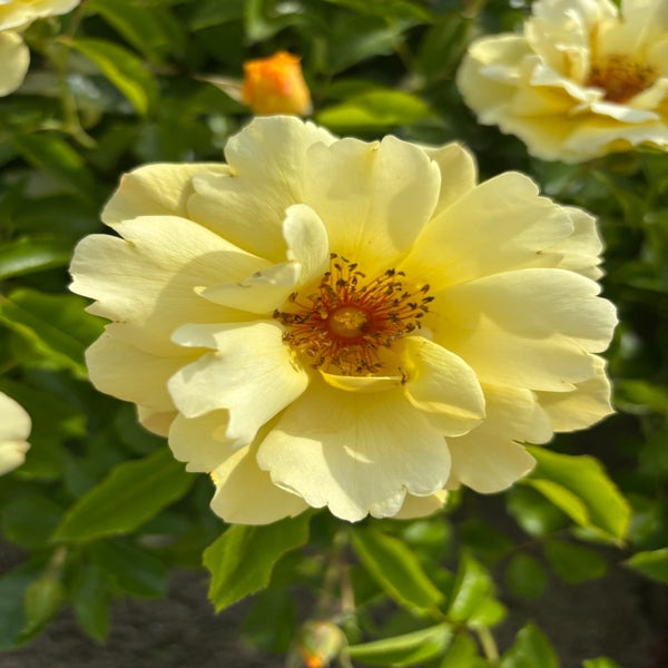 Struikroos (Rosa 'Solar Bee Licious') (BIO)