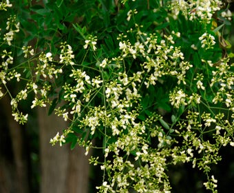 Grote Honingboom (Sophora japonica 'Regent')