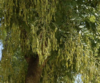 Japanse pagodeboom (Sophora japonica)