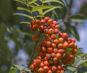 Gewone lijsterbes (Sorbus aucuparia)