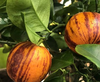 Sinaasappel (Citrus sinensis 'Arcobal')