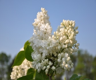 Sering (Syringa vulgaris 'Souvenir d'Alice Harding')