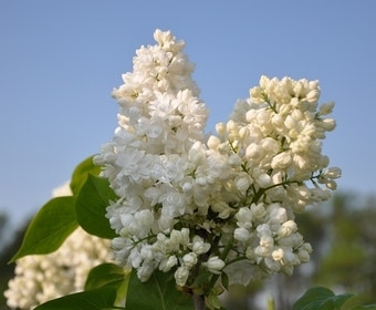 Sering (Syringa vulgaris 'Souvenir d'Alice Harding')