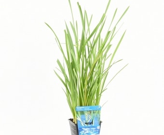 Grote egelskop (Sparganium erectum)