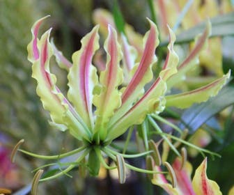 Prachtlelie (Gloriosa 'Sparkling Stripe')