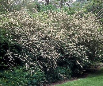 Spierstruik (Spiraea cinerea 'Grefsheim')