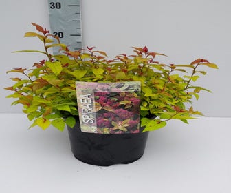 Spierstruik (Spiraea japonica 'Goldflame')