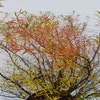 Spierstruik (Spiraea thunbergii)