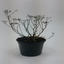 Spierstruik (Spiraea japonica  'Crispa' - 20/25 cm