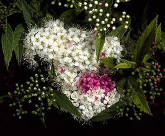 Spierstruik (Spiraea japonica 'Genpei' (Shirobana))
