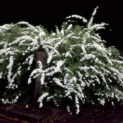 Spiraea