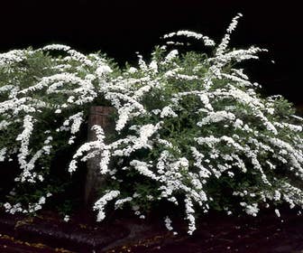 Spierstruik (Spiraea nipponica 'Snowmound')
