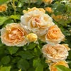 Struikroos (Rosa 'Spotlight') (BIO)