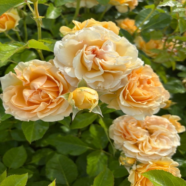 Struikroos (Rosa 'Spotlight') (BIO)