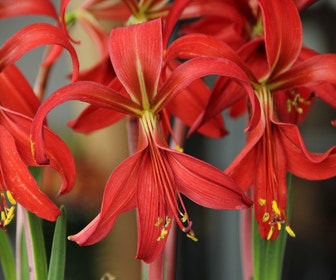 Speklelie (Sprekelia formosissima)