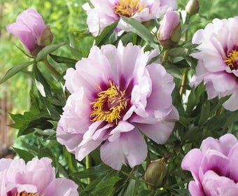 Pioenroos (Paeonia Itoh Rich and Sparkling® 'St. Barts')