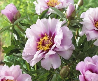 Pioenroos (Paeonia Itoh Rich and Sparkling® 'St. Barts')